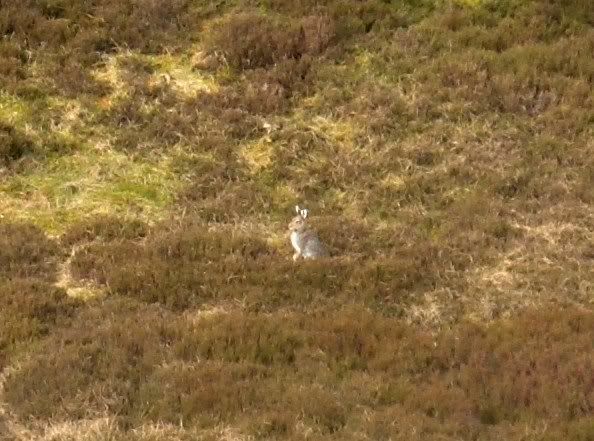 Mountain Hare