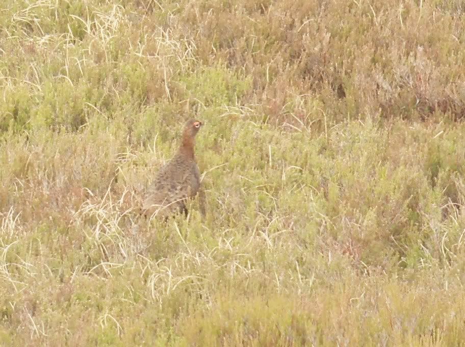 Red Grouse