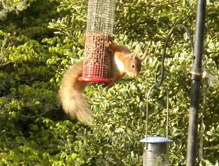 Red Squirrel at the hotel
