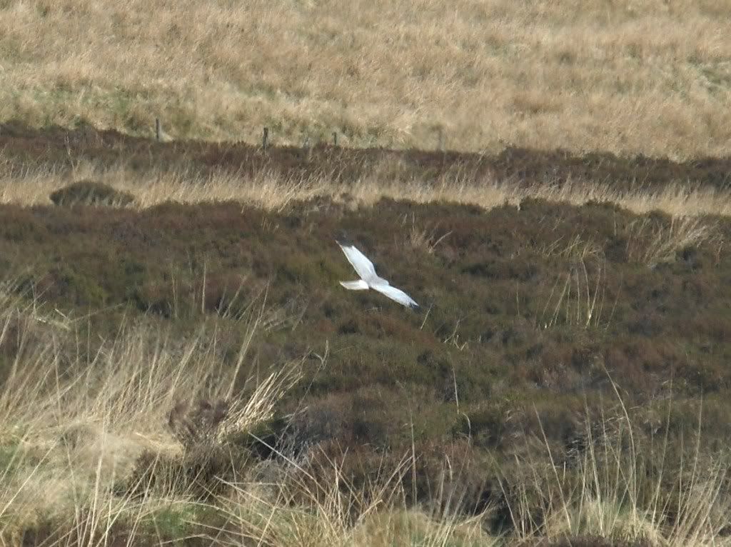 Hen Harrier