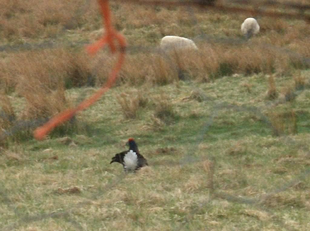 Black Grouse