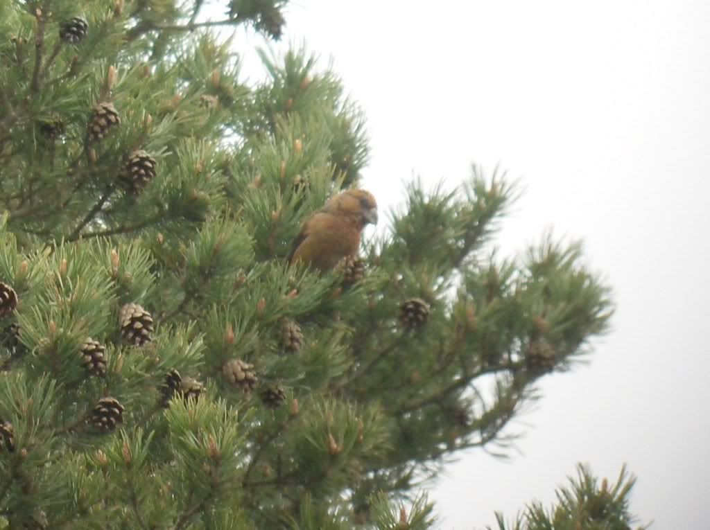 Scottish Crossbill