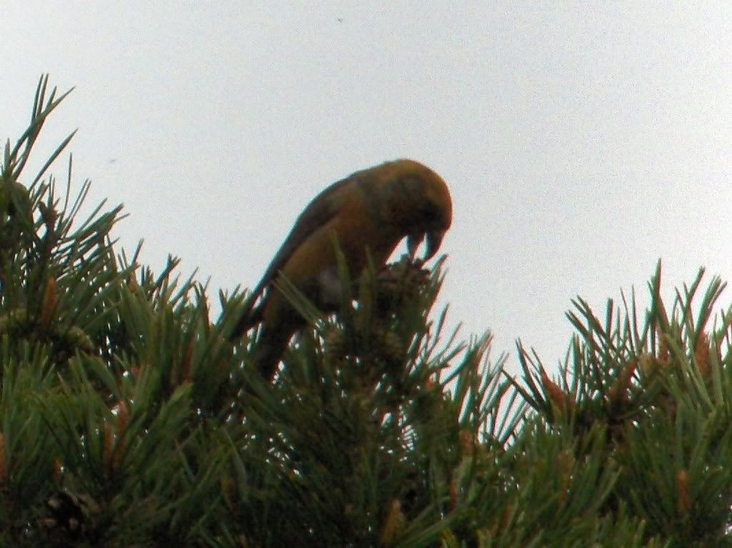 Presumed Scottish crossbill