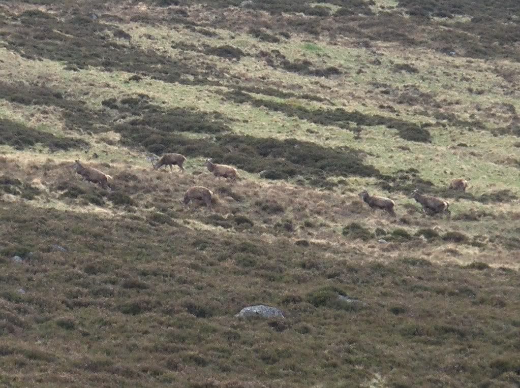 Red Deer at Loch Muick