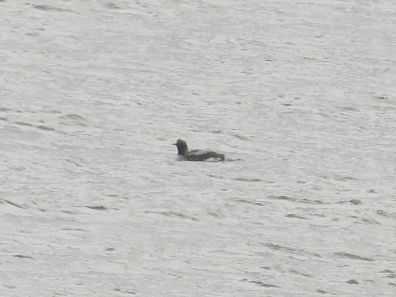 Black-Throated Diver