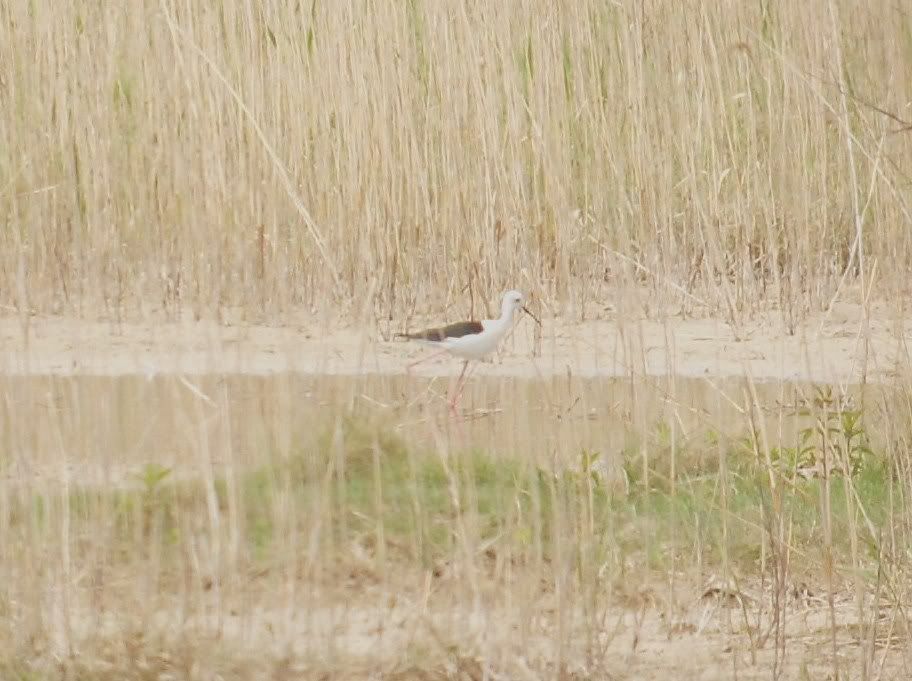 Black-Winged Stilt