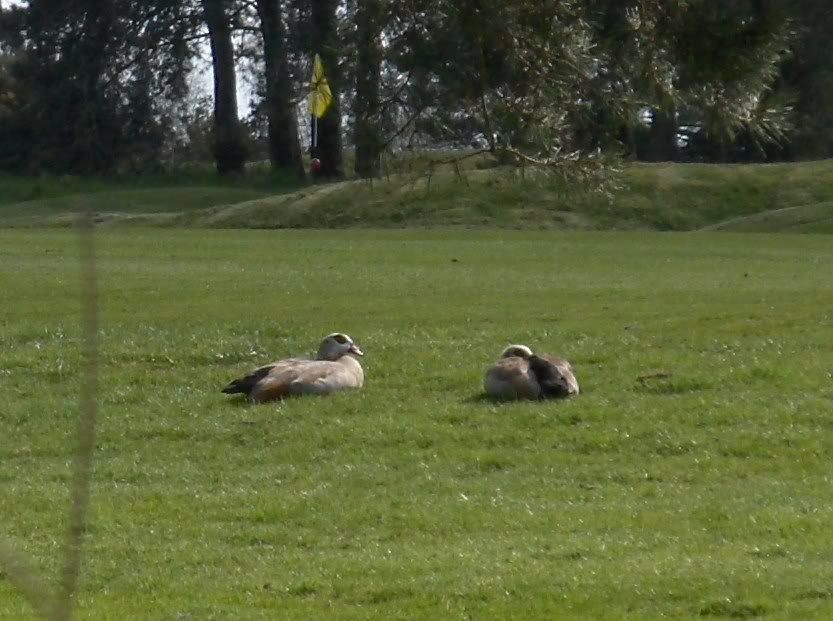 Egyptian Geese at Lackford Lakes