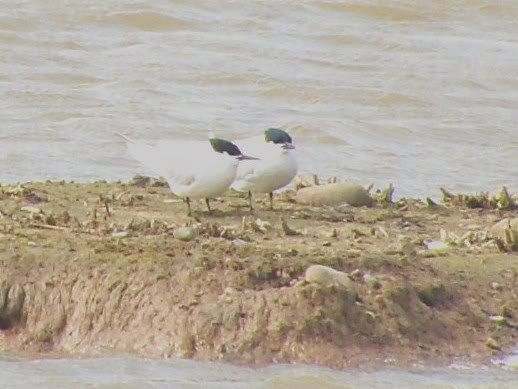 Sandwich Tern at Minsmere