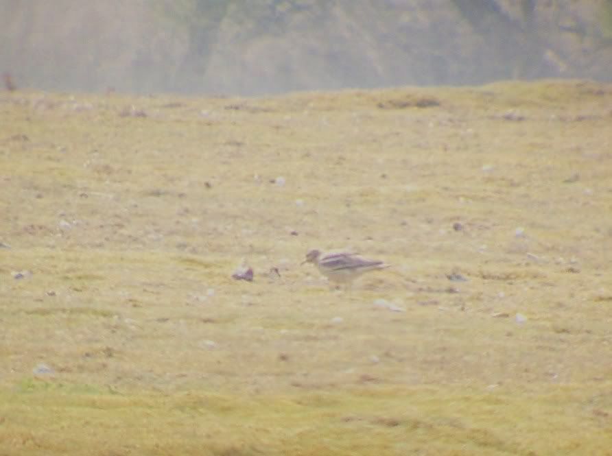 Stone Curlew at Weeting Heath