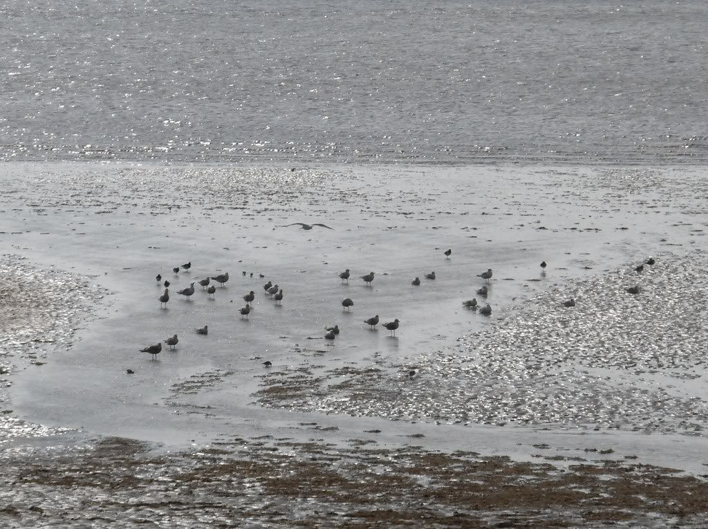 Waders and gulls at Hunstanton