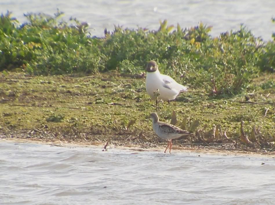 A Black-Headed Gull gives a Ruff a dirty look