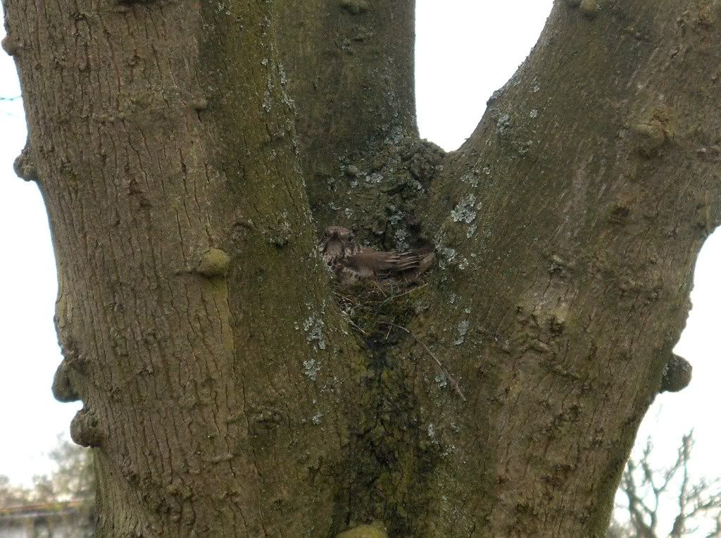 A Mistle Thrush on the nest