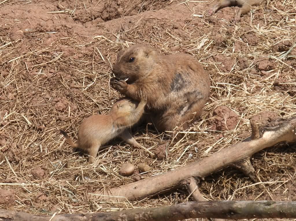 Marmot - you either love them or hate them!