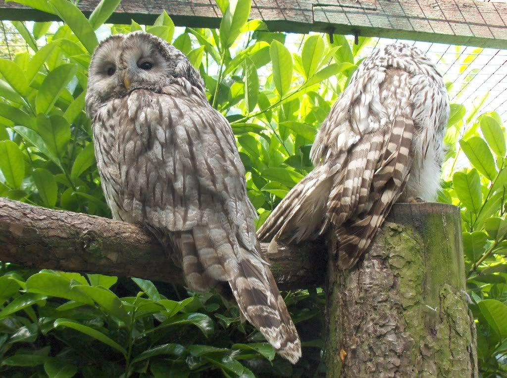 I think these are Ural Owls