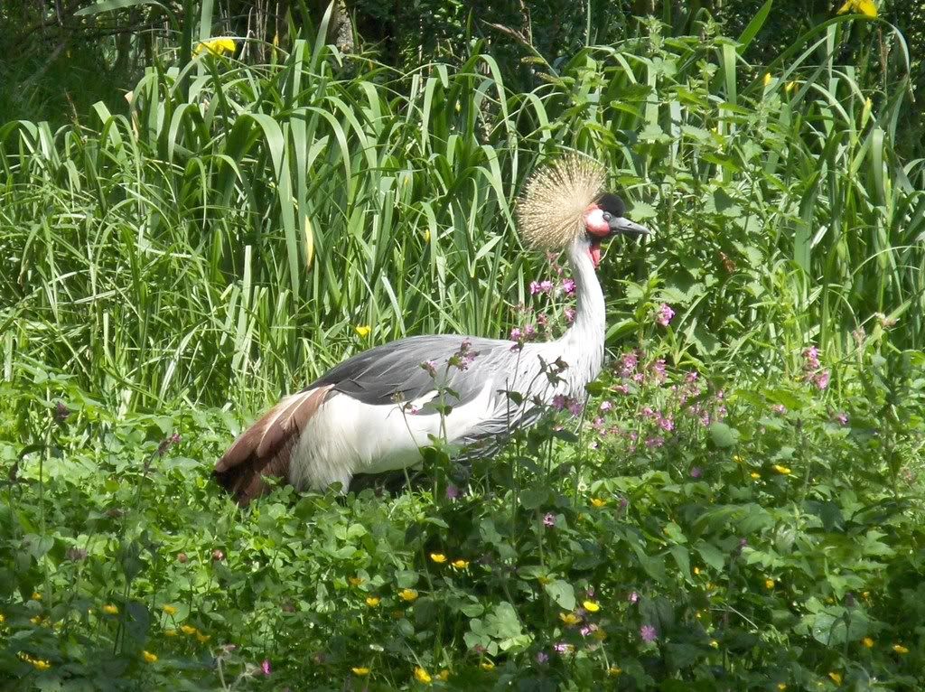 A Crowned Crane