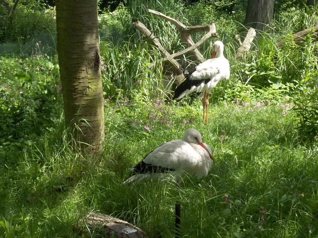 Storks of some kind?