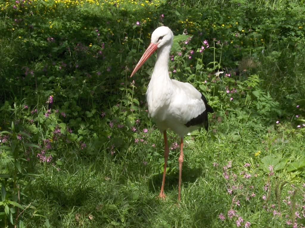 Another Stork