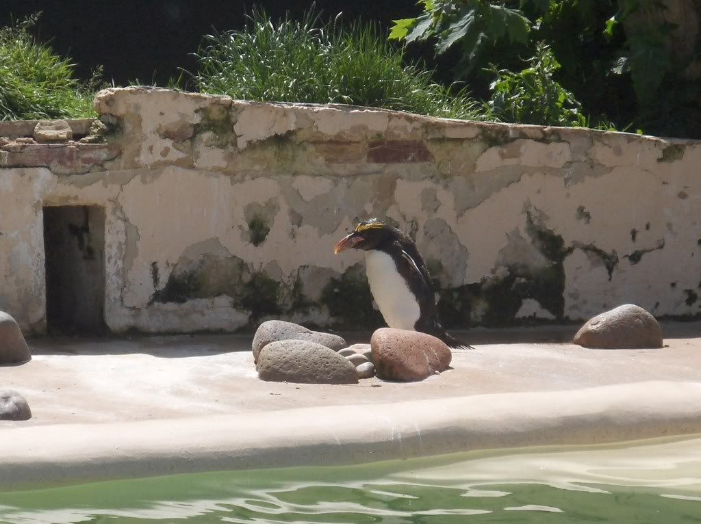 A Macaroni Penguin. Bellissimo!