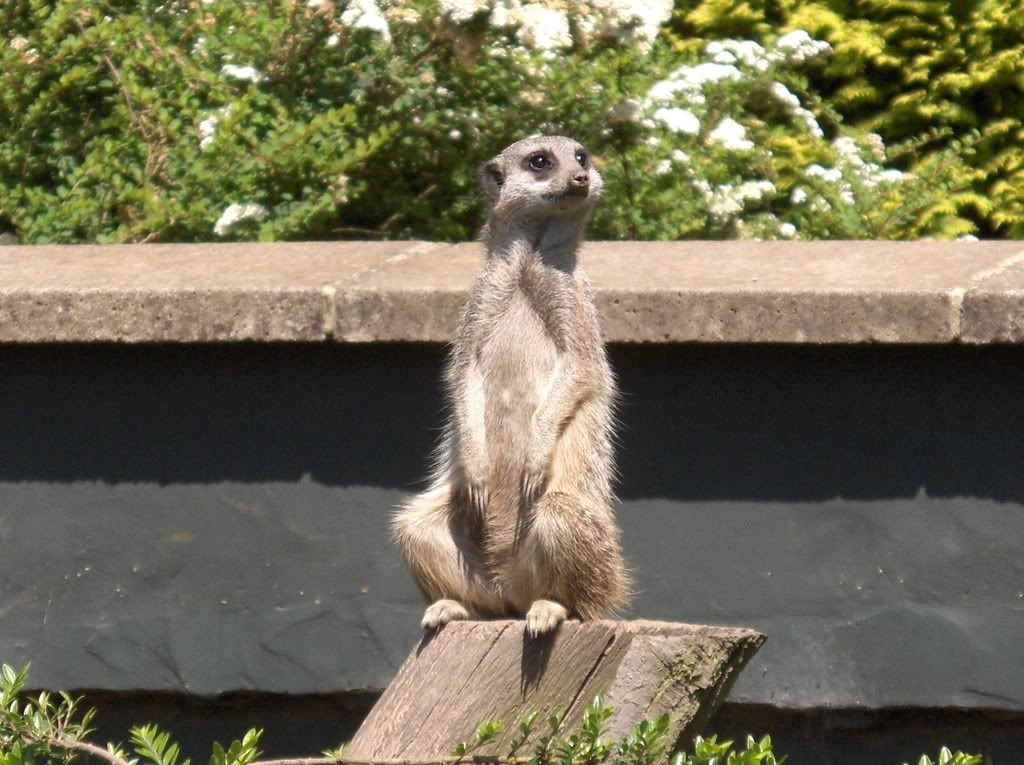 Meerkat on lookout