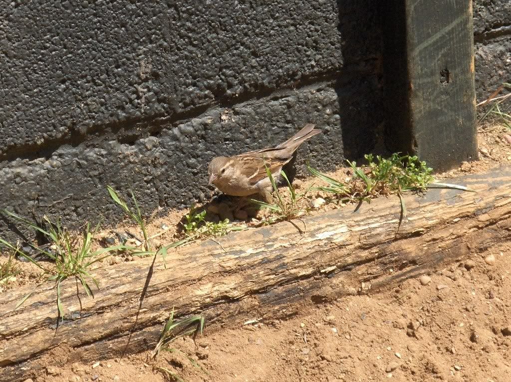 Quite a big pen for a female House Sparrow!