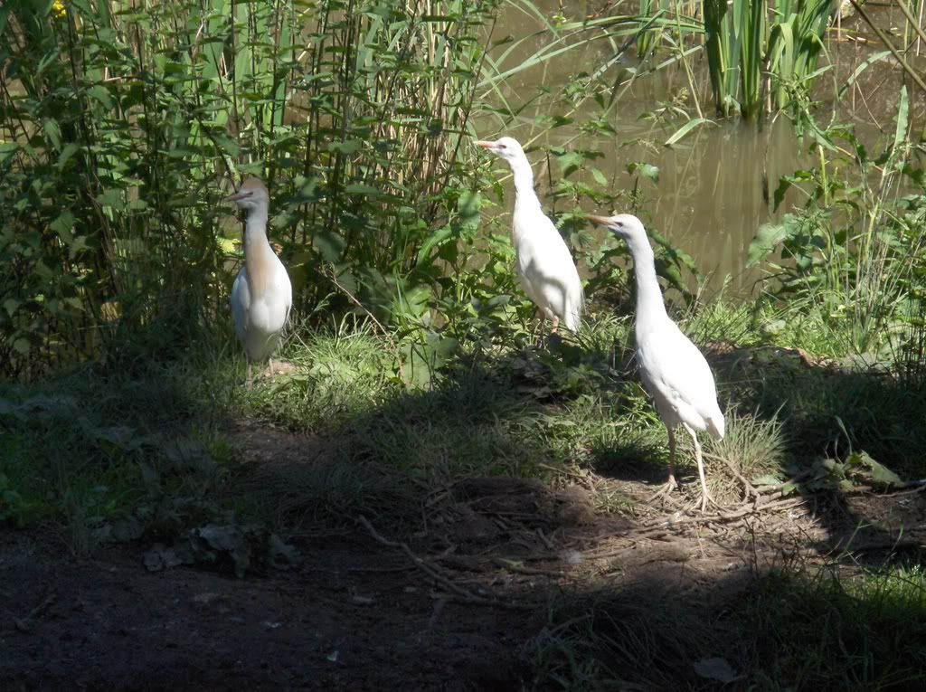 Startled Cattle Egrets