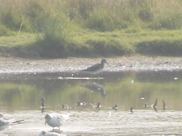 Greenshank