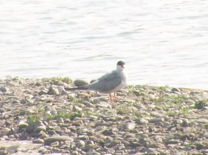 Common Tern at Upton Warren