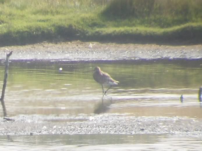 Black-Tailed Godwit