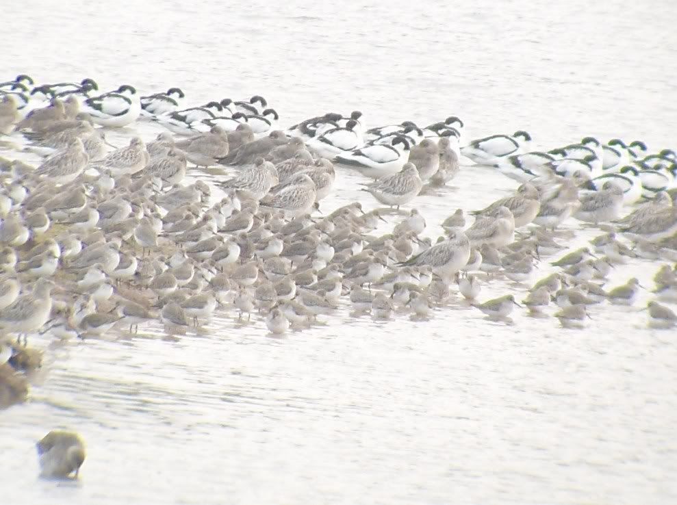 Waders at Bowling Green Marsh