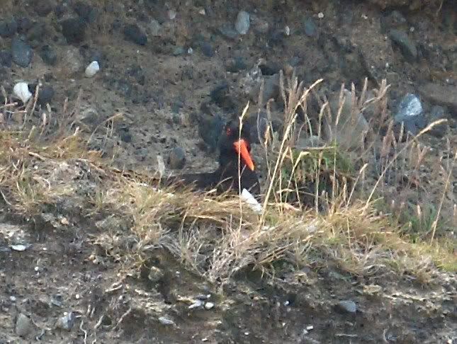 Oystercatcher on the nest