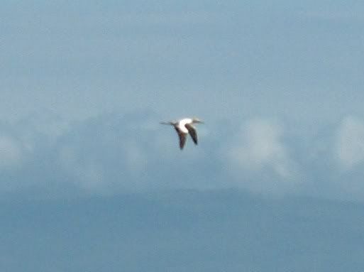 Gannet