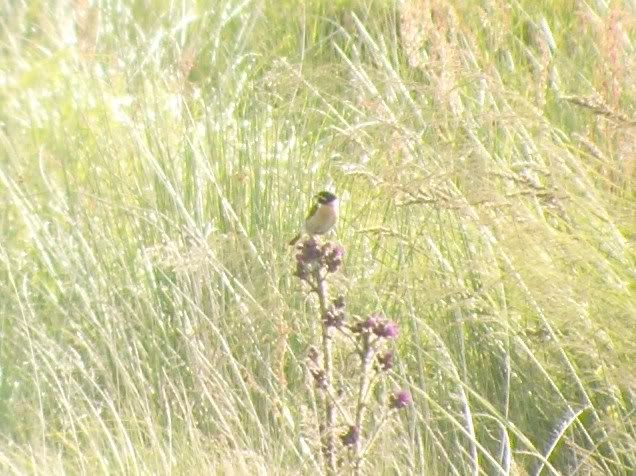 Stonechat in the magic field