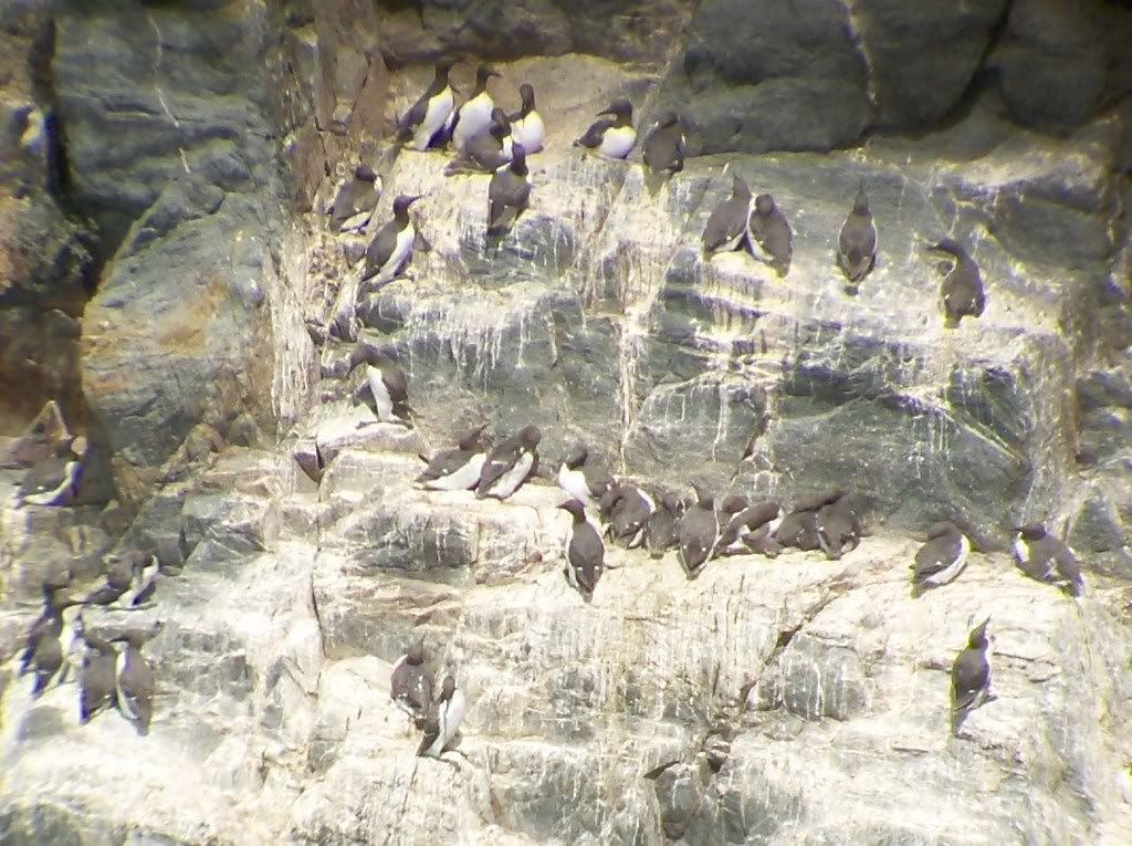 Guillemots at South Stack