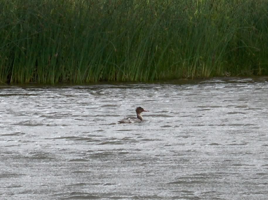 Red-Breasted Merganser