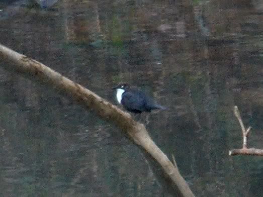 A Dipper on Dowles Brook