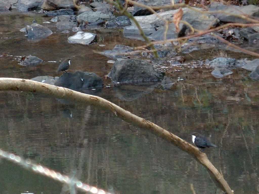 A pair of Dippers