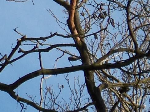 Lesser Spotted Woodpecker - a brilliant year tick!