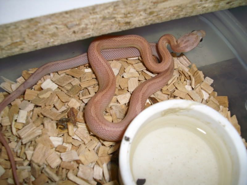 2011Hypolavendermotley.jpg