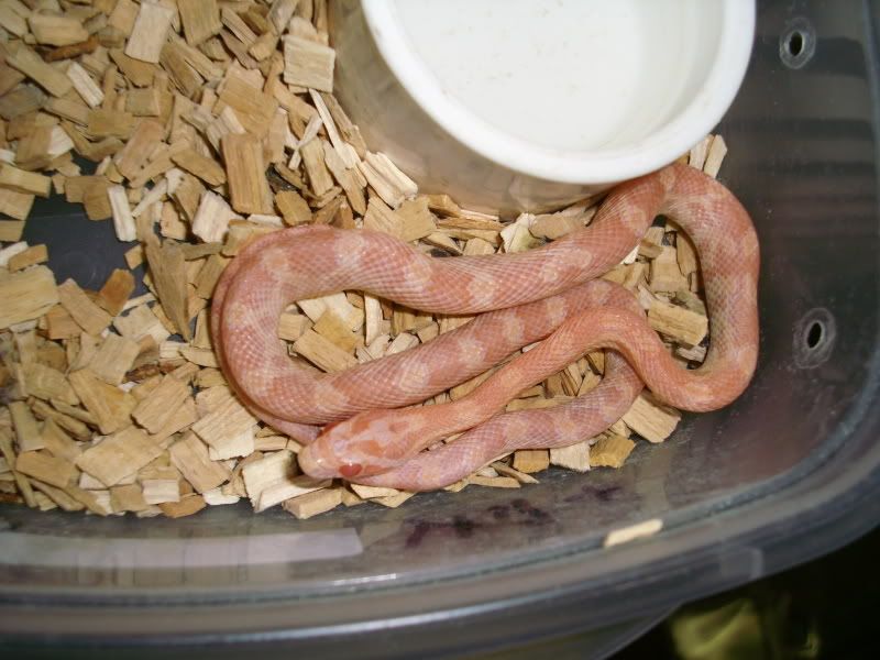 2011Opal.jpg