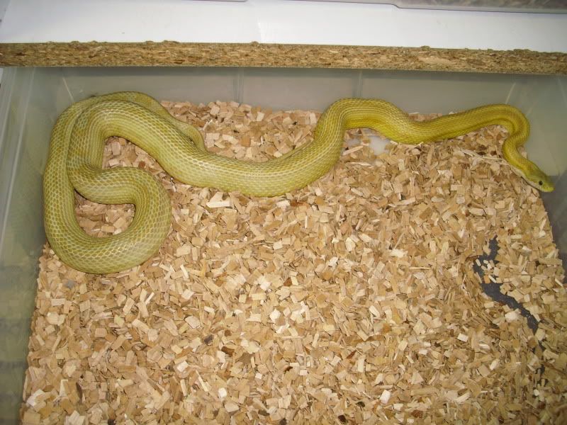 Caramelmotley2body.jpg