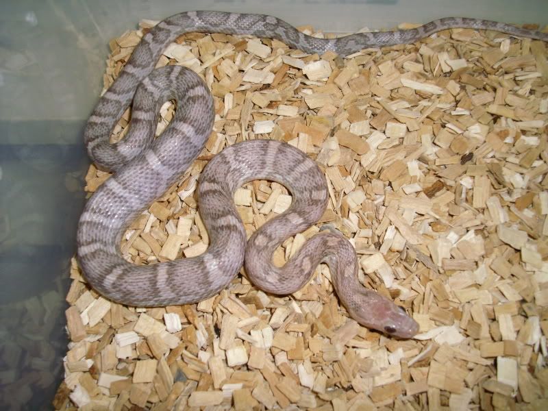 Lavender2010femalebody.jpg