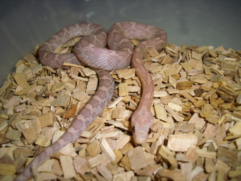 Peach1keeper-1.jpg