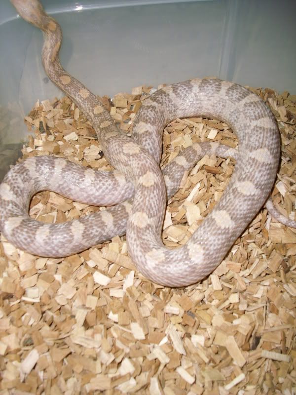 Peach2010body.jpg