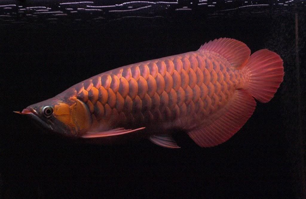 Fire Red Arowana Pictures, Images and Photos