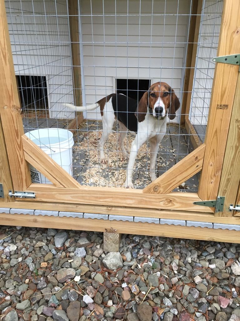 ukc forums treeing walkers for sale