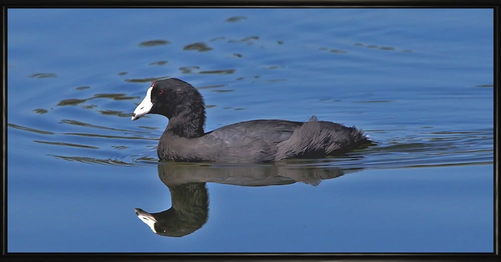 IMAGE: http://i218.photobucket.com/albums/cc36/macc591/coot.jpg