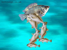 FishBot Pictures, Images and Photos