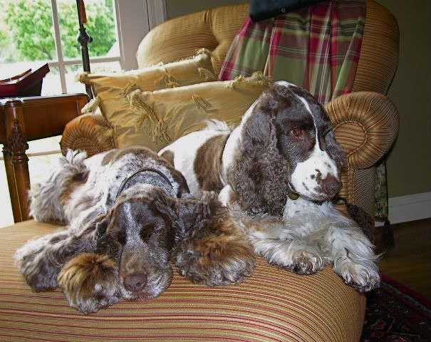 dog hairstyles. indoor dog hairstyles now.