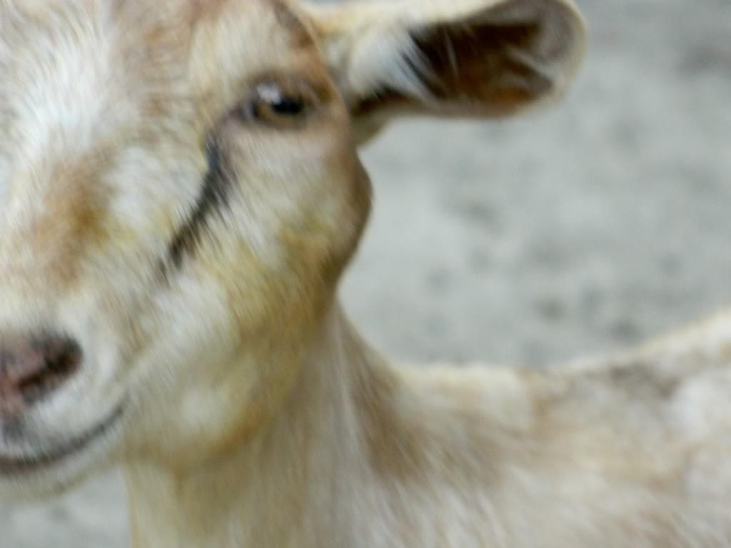 lump right under left eye on goat ? - Goats