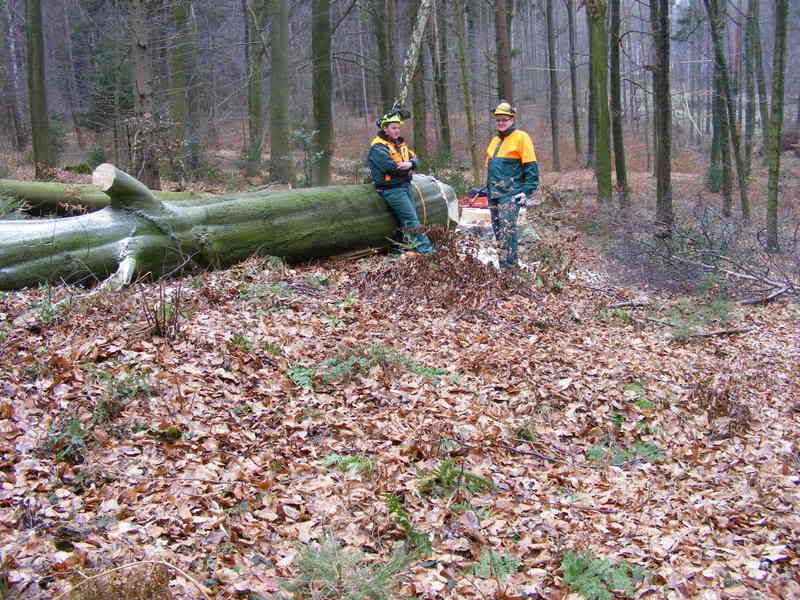 Timo´s Bilder: Aktuell 30.03.2015 • Motorsägen-Portal